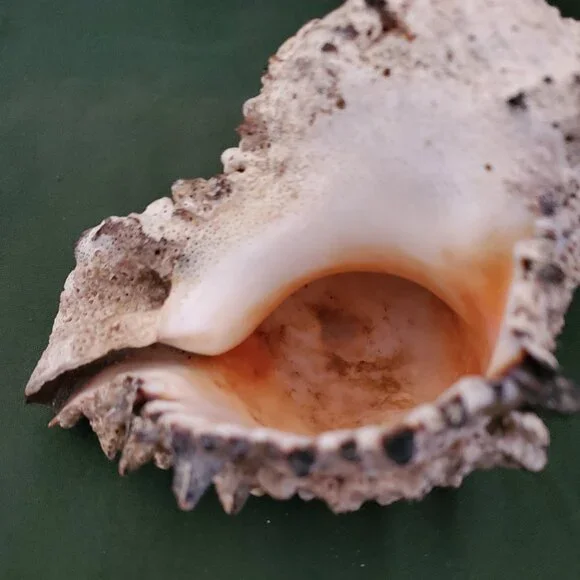 Extra Large Sandy Sea Shell with Wide Mouthed Spikey Conch Decor